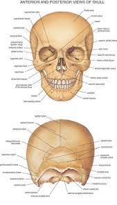 Hank grebe / getty images 7 99 Aud 06 Anterior And Posterior Views Of Skull Anatomy Map 14 X25 Poster Ebay Collectibles Anatomy Bones Skull Anatomy Human Anatomy