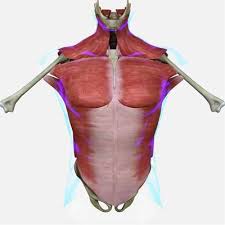 Here are seven of them: Muscles Of The Human Torso 3d Model