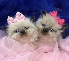 Your veterinarian will be able to spot problems, and will work with you to set up a preventive. Khloe S Kittens Persian Kittens For Sale Himalayan Kittens For Sale Exotic Shorthair Kittens For Sale Exotic Longhair Kittens For Sale