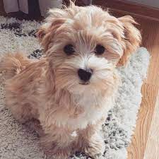 Find maltipoo puppies for sale and maltipoo dog breeders | preferable pups is the safest way to buy a maltipoo our maltipoo application and process matches you to the perfect maltipoo puppies. Maltipoo For Sale In Colorado 49 Petzlover