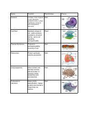Ch 6 Organelles Chart 2 Pdf Name Function Plant Animal