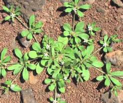 common weeds that grow in machusetts