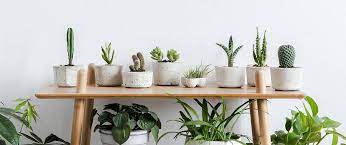 how to grow and take care of indoor plants