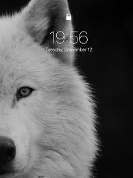 lone wolf wallpapers on the app