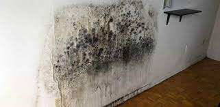 How To Remove Mold At Home With Vinegar