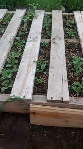 garden with raised pallet beds