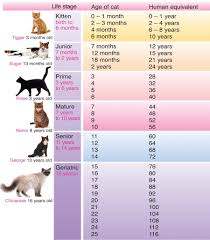 cat years to human years how old is my
