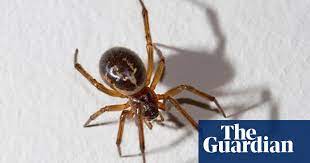 So, what do black widow spider webs look like? False Widow Spider Small Deadly And In The Uk Insects The Guardian