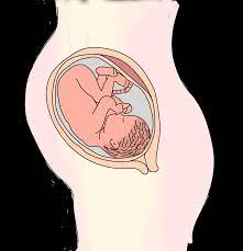 Giai đoạn thai kỳ: Tháng thứ 7 - Sự thay đổi của mẹ và bé