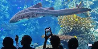 the Aquarium of the Pacific