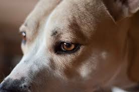 This happens when the glandular cells of the lining of the nasal cavity undergoes rapid uncontrolled cell replication. 20 Early Warning Signs Of Canine Cancer