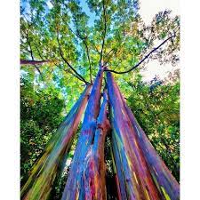 wekiva foliage rainbow eucalyptus tree