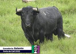 Así son los toros de Salento que serán lidiados en Cali