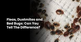 fleas dust mites and bed bugs can you
