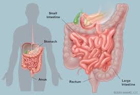 Intestines Anatomy Picture Function Location Conditions