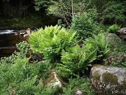 royal fern varieties and growing tips