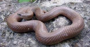 28 snakes in ohio 3 are venomous