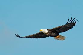 stock photo of bald eagle in flight
