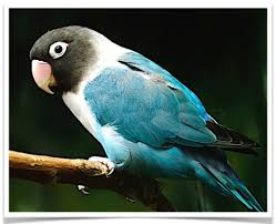 Check spelling or type a new query. Lovebirds For Sale Black Masked Lovebird Pet Birds For Sale Buy Birds Online Birds For Sale Lovebirds For Sale Pet Bird Sale