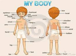 Start studying the parts of body. Human Body Parts Name Ø£Ø¹Ø¶Ø§Ø¡ Ø§Ù„Ø¬Ø³Ù… The Abc