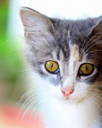 If your cat experiences an eye injury, you should take her to the veterinarian right away. Home Remedies For Cat Eye Problems Pethelpful By Fellow Animal Lovers And Experts