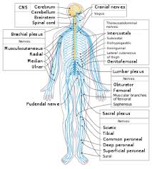 The diagram below is of a nerve cell or neuron. Outline Of The Human Nervous System Wikipedia