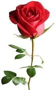 Résultat de recherche d'images pour "rose St valentin"