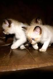 Aquamarinedolls ragdoll cattery is breeding beautiful, healthy kittens meeting the ragdoll standards and bearing all typical ragdoll characteristics. Ragdoll Kitties For Sale In Colorado Springs Colorado Classified Americanlisted Com