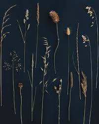 Wild Grass By Ingrid Beddoes On