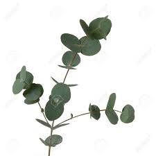 Eucalyptus globulus, also known as blue gum, is the main source of eucalyptus oil used globally. Eucalyptus Leaves Isolated On White Background Eucalyptus Globulus Stock Photo Picture And Royalty Free Image Image 33853002
