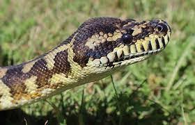 non venomous carpet pythons