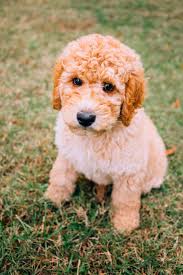 a goldendoodle puppy