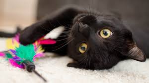 Rezultat slika za black cats with yellow eyes