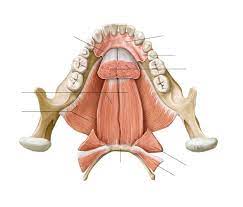 mandible and hyoid bone diagram quizlet