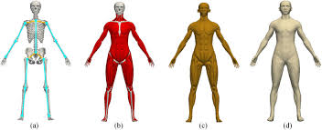 body composition template of females