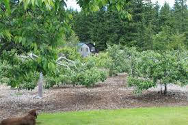 Eden Orchard Porch Planter Ideas