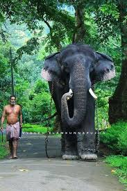 Konni Surendran Elephant Indian Elephant Animals