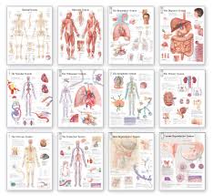 Complete Body System Chart Set Laminated Scientific