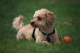 poodle dog breed information learn