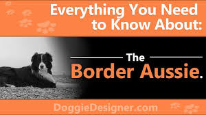Border Collie Australian Shepherd Mix The Complete Border