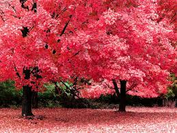 Pink trees ...