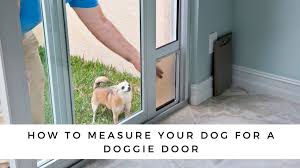 A Dog Door 5 Things You Need To