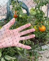 15 Best Tomato Garden Ideas Diy S