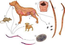 Hookworms are one of the more common parasites in cats, but if untreated, they can be fatal a cat can become infected with hookworms in a few ways. Hookworm An Overview Sciencedirect Topics