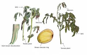 Water when needed rather than by rote. Organic Management Of Bacterial Wilt Of Tomato And Potato Caused By Ralstonia Solanacearum Eorganic