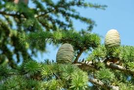 Northern white cedar grows to heights of 50 feet but some of the cedars of the far west grow much taller. 11 Different Types Of Evergreen Cedar Trees With Pictures Conserve Energy Future
