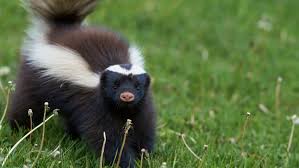 how to get rid of skunks according to