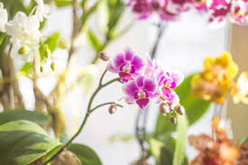 10 indoor flowering plants to add color