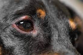 dog eye stye causes symptoms and