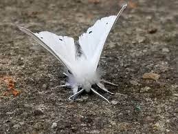 white moths in my gr hunker